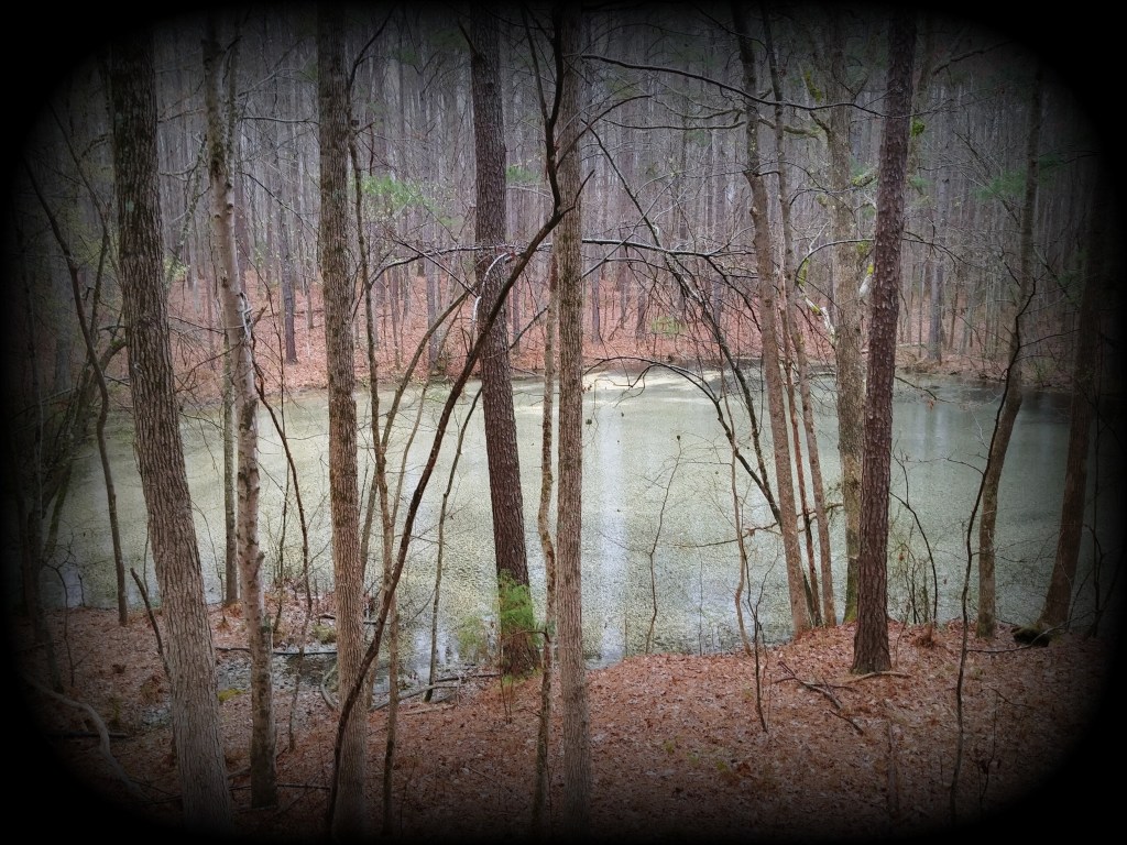 Dark Woods, Dark&nbsp;Water